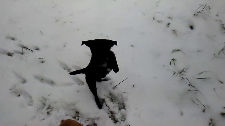 Mixed Breed dogs for sale:  Sheila - Video 2