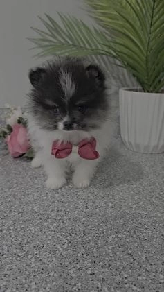 Pomeranian dogs for sale: Pomeranian Simon - Video 2