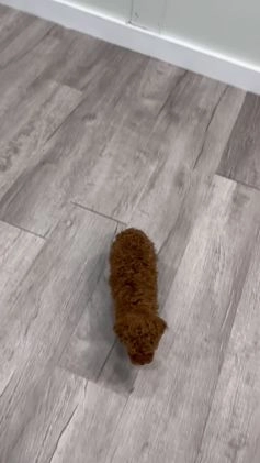 Toy Poodle dogs for sale: Hunter - Video 1