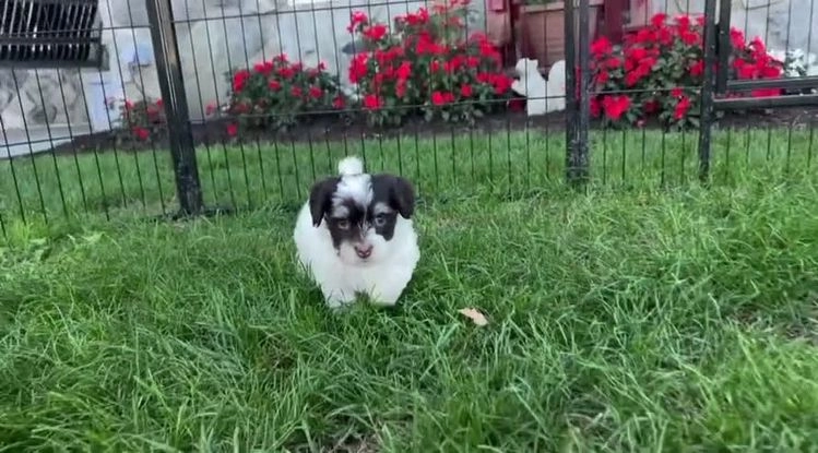 Havanese dogs for sale: Annie - Video 3