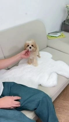 Maltipoo dogs for sale: matilde - Video 1