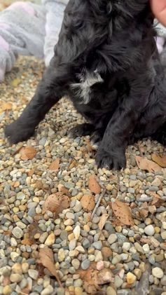 Goldendoodle dogs for sale: Maggie - Video 1