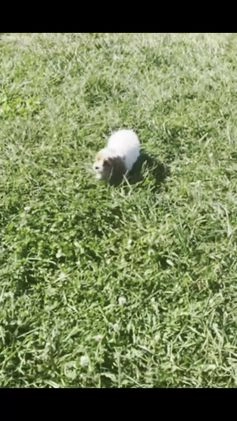 Cavapoo dogs for sale: Desiree F1  - Video 1