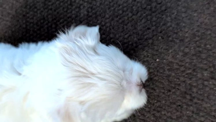 Havanese dogs for sale: Zeus - Video 1