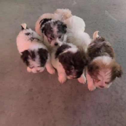 Havanese dogs for sale: Dell - Video 1