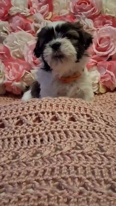 Shih Tzu dogs for sale: Shih Tzu Puppy 4 - Video 1