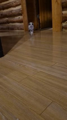 Toy Australian Shepherd dogs for sale: Toy Australian Shepherd River - Video 1