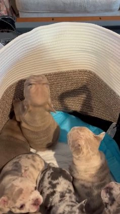 French Bulldog dogs for sale: French Bulldog Puppy 3 - Video 3