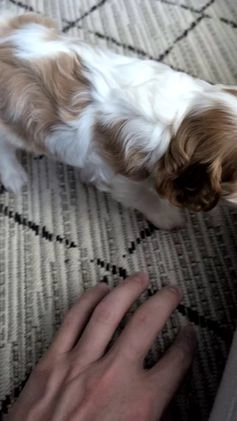 Cavalier King Charles Spaniel dogs for sale: River - Video 1