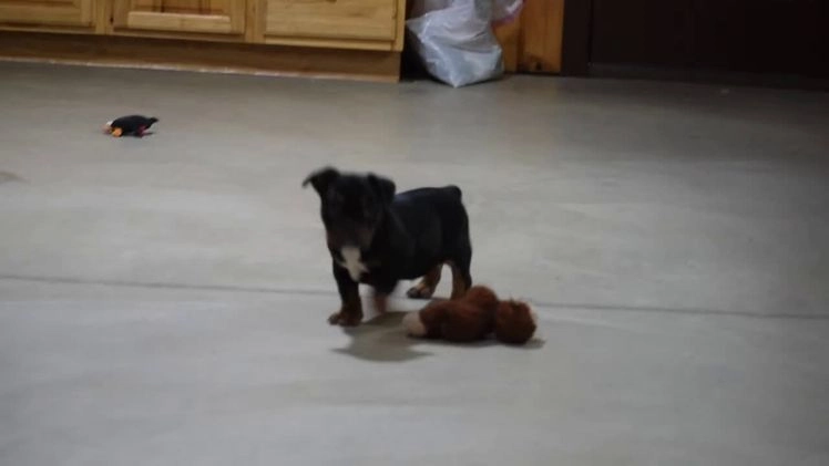 Mixed Breed dogs for sale: Buddy - Video 1