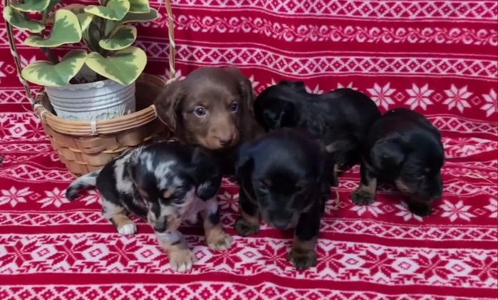 Miniature Dachshund dogs for sale: Alice  - Video 1