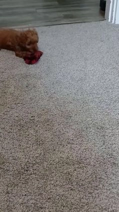 Cavapoo dogs for sale: Abby - Video 1