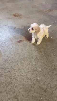 Cockapoo dogs for sale: Ace - Video 6