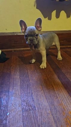 French Bulldog dogs for sale: Bella - Video 1