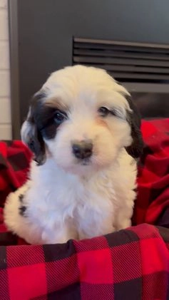 Mini Bernedoodle dogs for sale: Poppy - Video 1
