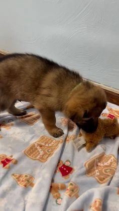 German Shepherd dogs for sale: Max - Video 1