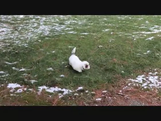 Teddy Bear dogs for sale: Lucinda - Video 1