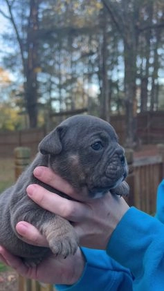 English Bulldog dogs for sale: English Bulldog Puppy 2 - Video 1