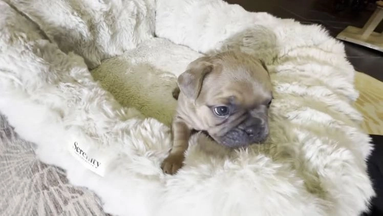 French Bulldog dogs for sale: Walter - Video 1