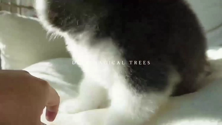 Alaskan Malamute dogs for sale: Xiao Hong - Video 1