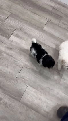 Bichpoo dogs for sale: Lexie - Video 2