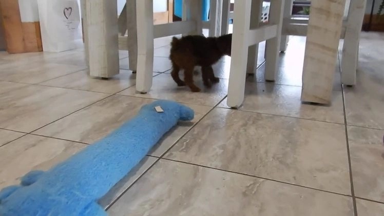 Cockapoo dogs for sale: Betsie - Video 1