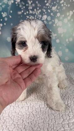 Cockapoo dogs for sale: Carla - Video 1