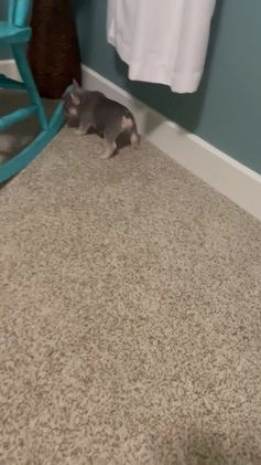 French Bulldog dogs for sale: French Bulldog Puppy 4 - Video 1