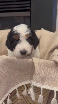 Mini Bernedoodle dogs for sale: Ivy - Video 2