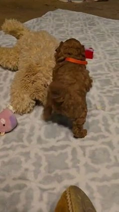 Mini Goldendoodle dogs for sale: Nova - Video 1
