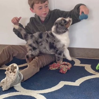 Bernedoodle dogs for sale: Ms. Maisie - Video 1