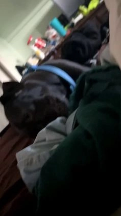 Mixed Breed dogs for sale: Mixed Breed Puppy 9 - Video 5