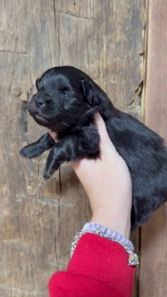 Mixed Breed dogs for sale: Jacob - Video 1