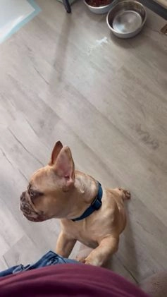 French Bulldog dogs for sale: Pablo - Video 1