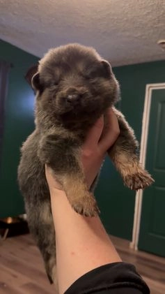 German Shepherd dogs for sale: German Shepherd Puppy 1 - Video 1