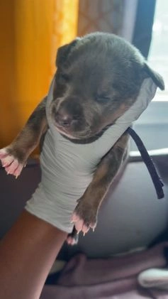 American Pit Bull Terrier dogs for sale: Cyn  - Video 2