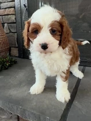 Cavapoo dogs for sale: Baxter - Video 1