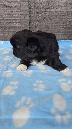Pekingese dogs for sale: Gomez  - Video 1