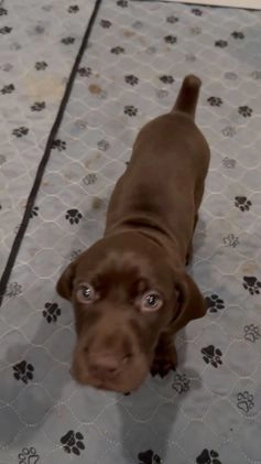 Mixed Breed dogs for sale: Mixed Breed Puppy 8 - Video 1