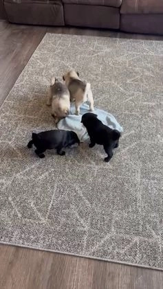 Pug dogs for sale: Bonny - Video 1