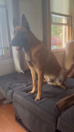 Belgian Malinois dogs for stud: Beast bandit the beast  - Video 9