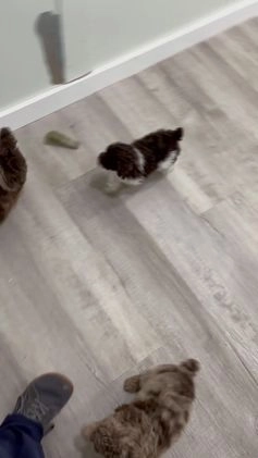 Miniature Poodle dogs for sale: Marla - Video 2