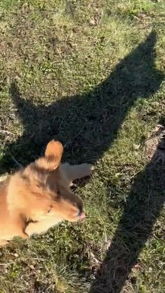 Golden Retriever dogs for sale: Bear  - Video 1