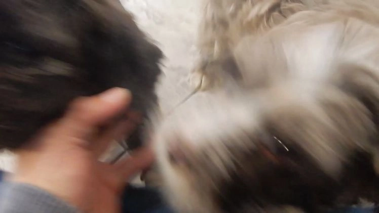 Cockapoo dogs for sale: Hershey - Video 2