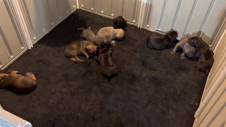 Cane Corso dogs for sale: Red - Video 1