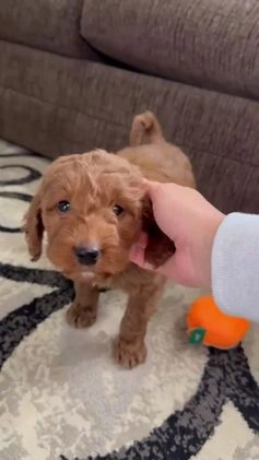 Goldendoodle dogs for sale: Page medium size - Video 1