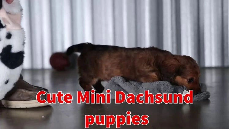 Miniature Dachshund dogs for sale: Jasper - Video 1