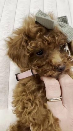 Toy Poodle dogs for sale: Rose - Video 1