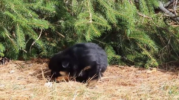 Rottweiler dogs for sale: Raven - Video 5