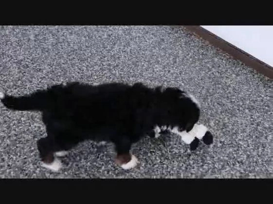 Mini Bernedoodle dogs for sale: Rudolph - Video 5